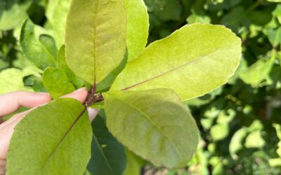 Yerba Maté : un trésor nutritionnel à découvrir