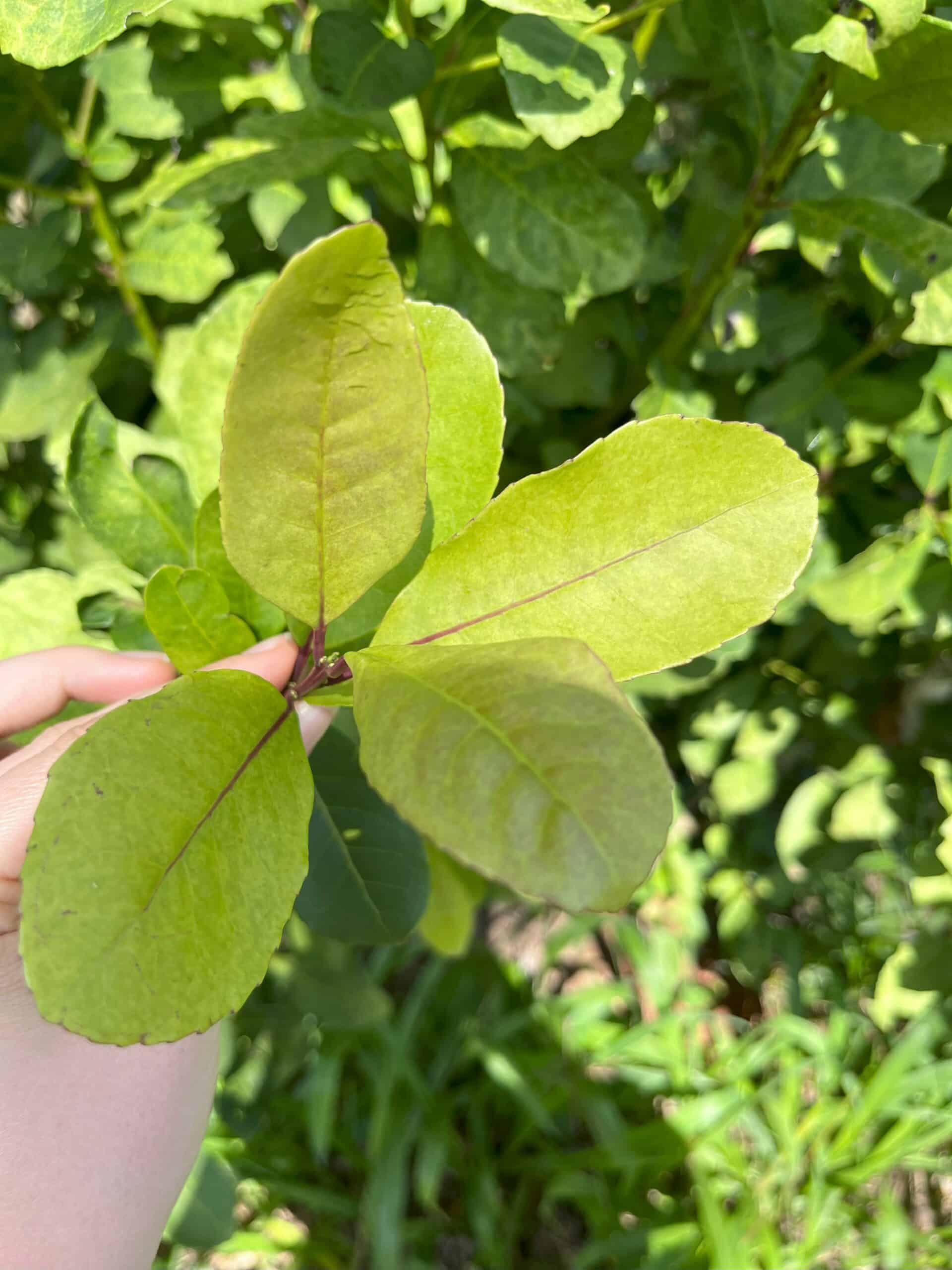 Yerba Maté : un trésor nutritionnel à découvrir
